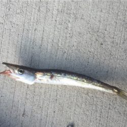 小潮はイマイチ