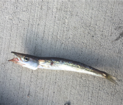 小潮はイマイチ