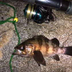 梅雨?メバリング