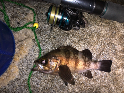 梅雨？メバリング