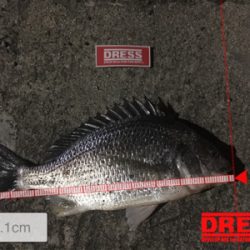 なんとか令和初キビレ今頃w