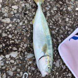 ジグサビキでツバス