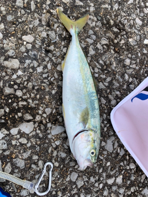 ジグサビキでツバス