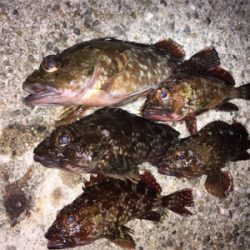 ワームでガシラ