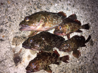 ワームでガシラ