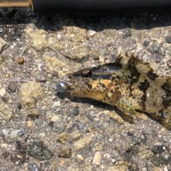 何時でも釣れる ライトゲーム