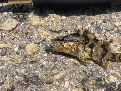 何時でも釣れる  ライトゲーム