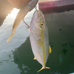 ツバスおっきくなってきた♫