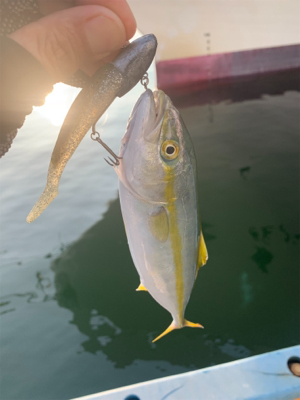 ツバスおっきくなってきた♫