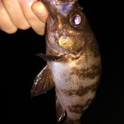 メバリンガー1900〜2045