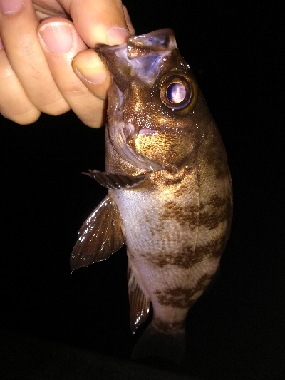 メバリンガー1900〜2045