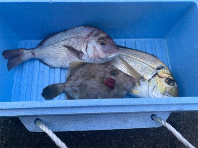 つりぴぃぽぉ釣果