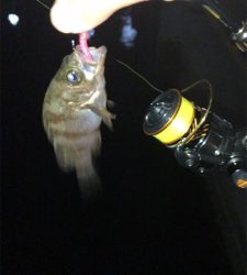 まだまだメバルは釣れる!