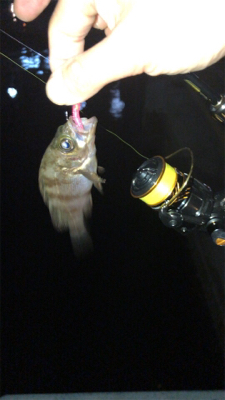 まだまだメバルは釣れる!