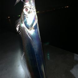 活性高い タチウオ釣り