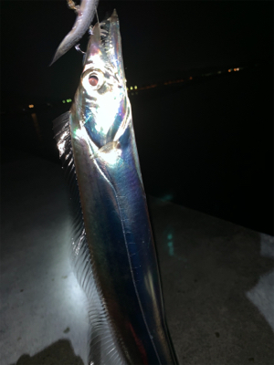 活性高い タチウオ釣り