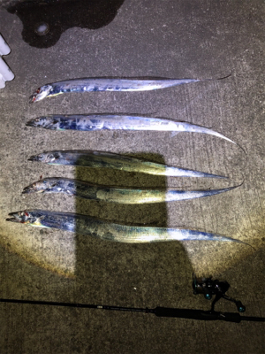 青岸タチウオ五本