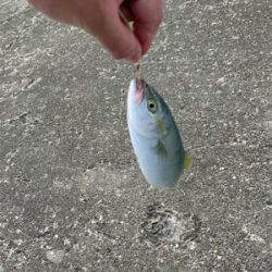 本日もルアーフィッシング