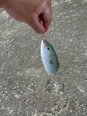 本日もルアーフィッシング