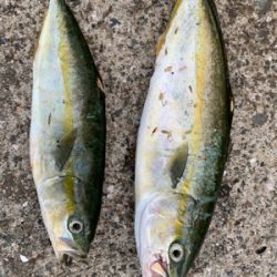 ショアジギ→アジング