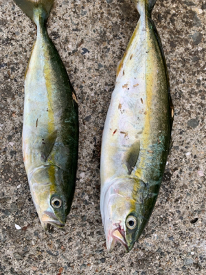 ショアジギ→アジング