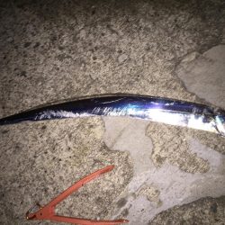 久しぶりの太刀魚君