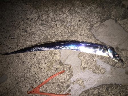 久しぶりの太刀魚君