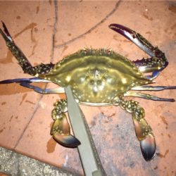 良型アジは釣れず!