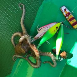 明石恵比寿丸  タコ釣り
