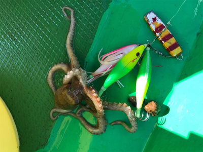 明石恵比寿丸  タコ釣り