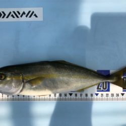 ノマセ釣りでツバス釣りました