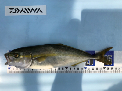 ノマセ釣りでツバス釣りました