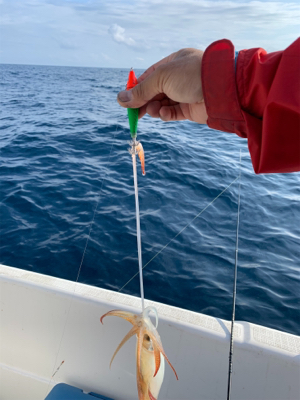 マイボートでイカ調査&キャスティングゲーム