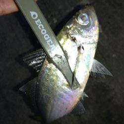 ナイトアジング