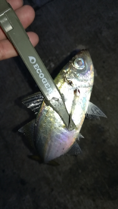 ナイトアジング