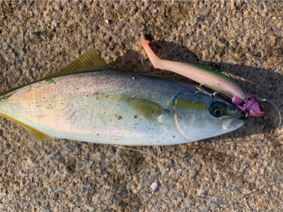 相変わらずな僕。