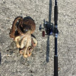 キロ超えならず…