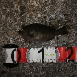 アタリは少なめ