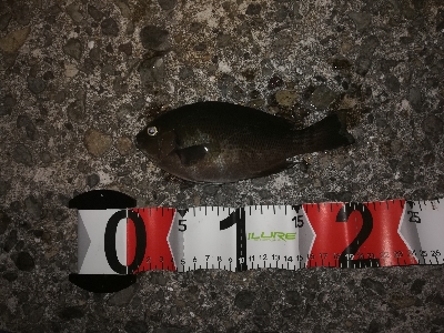 アタリは少なめ