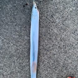 今年は早いタチウオ‼︎