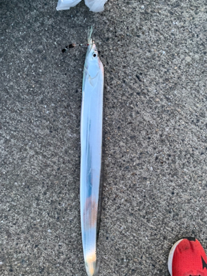 今年は早いタチウオ‼︎