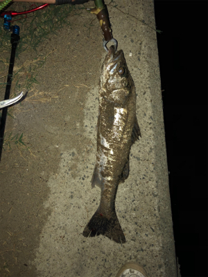 雨後の砂まみれシーバス