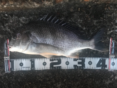 キビレ自己記録更新!