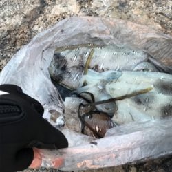 仕事帰りに短時間エギング