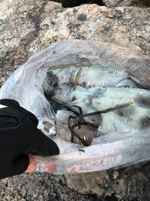 仕事帰りに短時間エギング