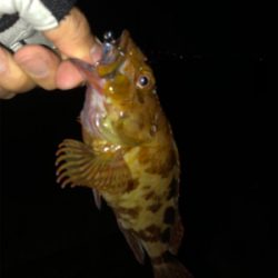 青物もシーバスもあかんかった