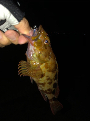 青物もシーバスもあかんかった