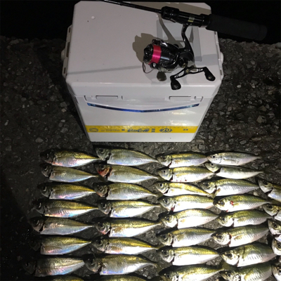 周防大島 アジング