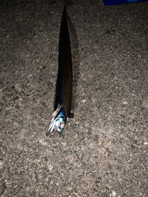 21時から数時間釣行