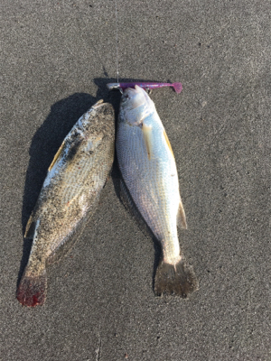 初夏のシログチ